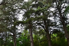 Le parc de la fondation Rollin sur le site d'Anduze