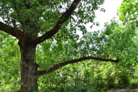 Le parc de la fondation Rollin sur le site d'Anduze