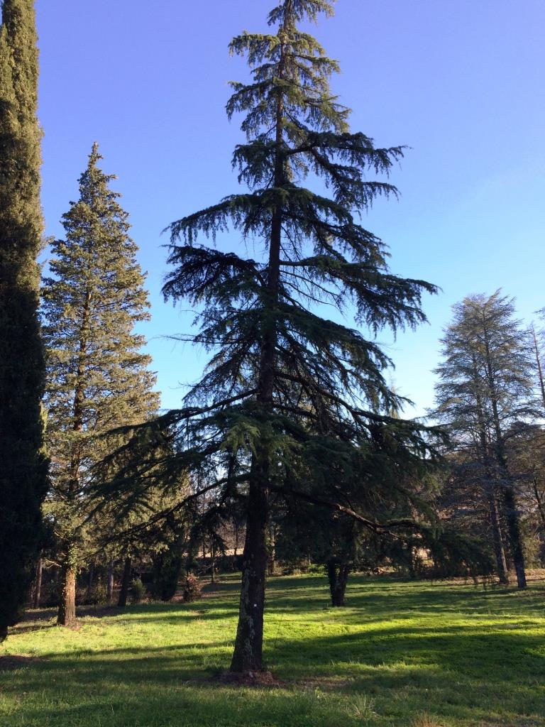 10_Cedre Himalaya_w 10_Cedre Himalaya_w