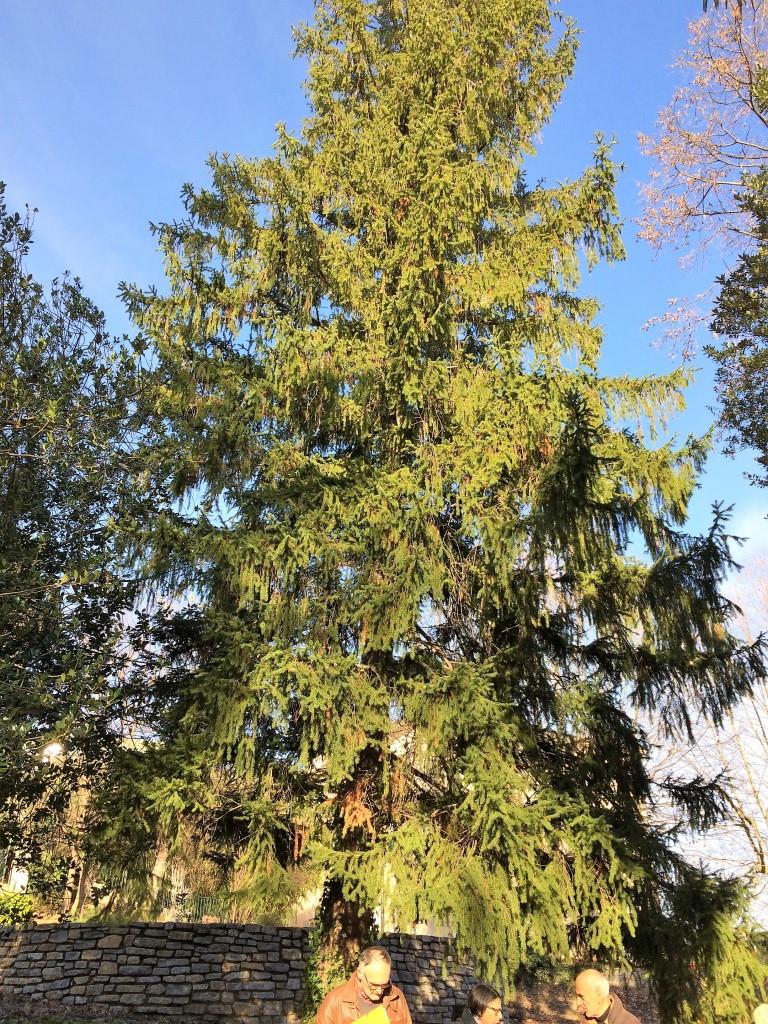 cryptomeria japon_w cryptomeria japon_w